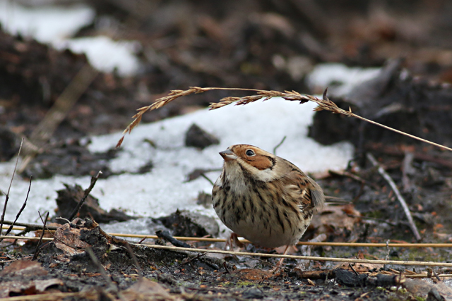 28 januari 2017, Dwerggors, Ganzenpoel_05
