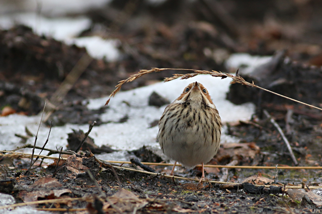 28 januari 2017, Dwerggors, Ganzenpoel_06