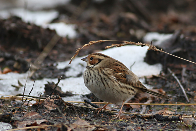 28 januari 2017, Dwerggors, Ganzenpoel_07