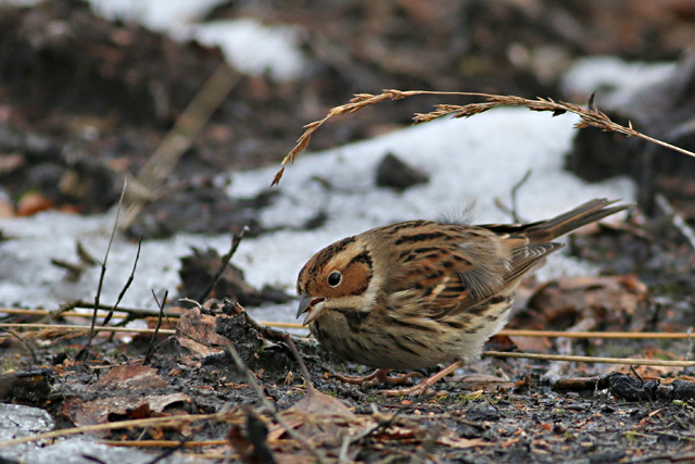 28 januari 2017, Dwerggors, Ganzenpoel_08