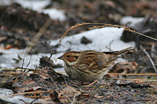 28 januari 2017, Dwerggors, Ganzenpoel_09
