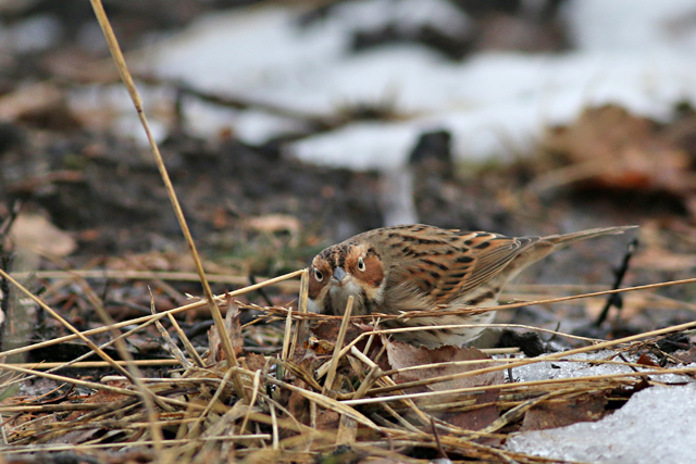28 januari 2017, Dwerggors, Ganzenpoel_10