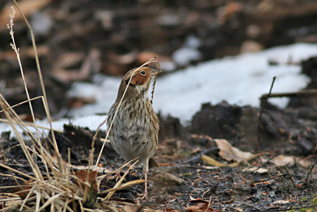 28 januari 2017, Dwerggors, Ganzenpoel_11