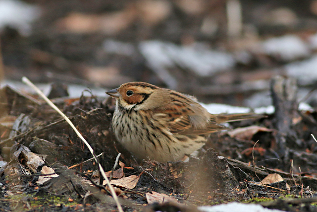 28 januari 2017, Dwerggors, Ganzenpoel_12