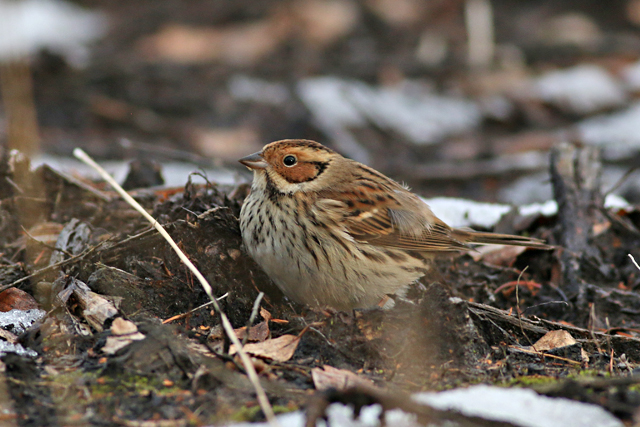 28 januari 2017, Dwerggors, Ganzenpoel_13