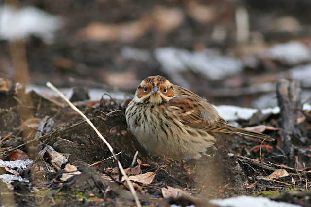28 januari 2017, Dwerggors, Ganzenpoel_15