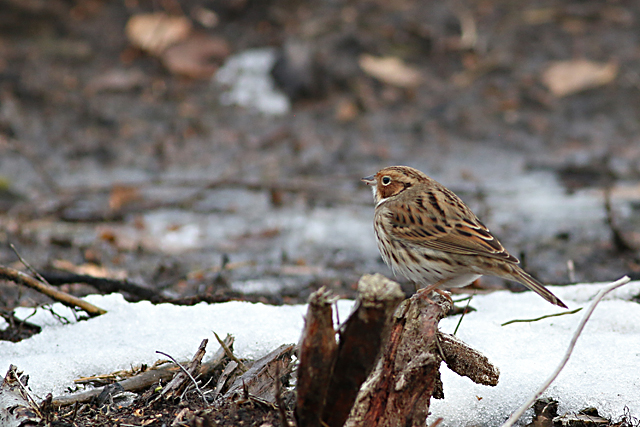 28 januari 2017, Dwerggors, Ganzenpoel_16