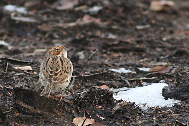 28 januari 2017, Dwerggors, Ganzenpoel_17