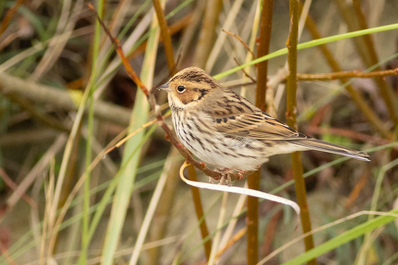 16 oktober 2025, Dwerggors, 02_Robbenjager-Texel