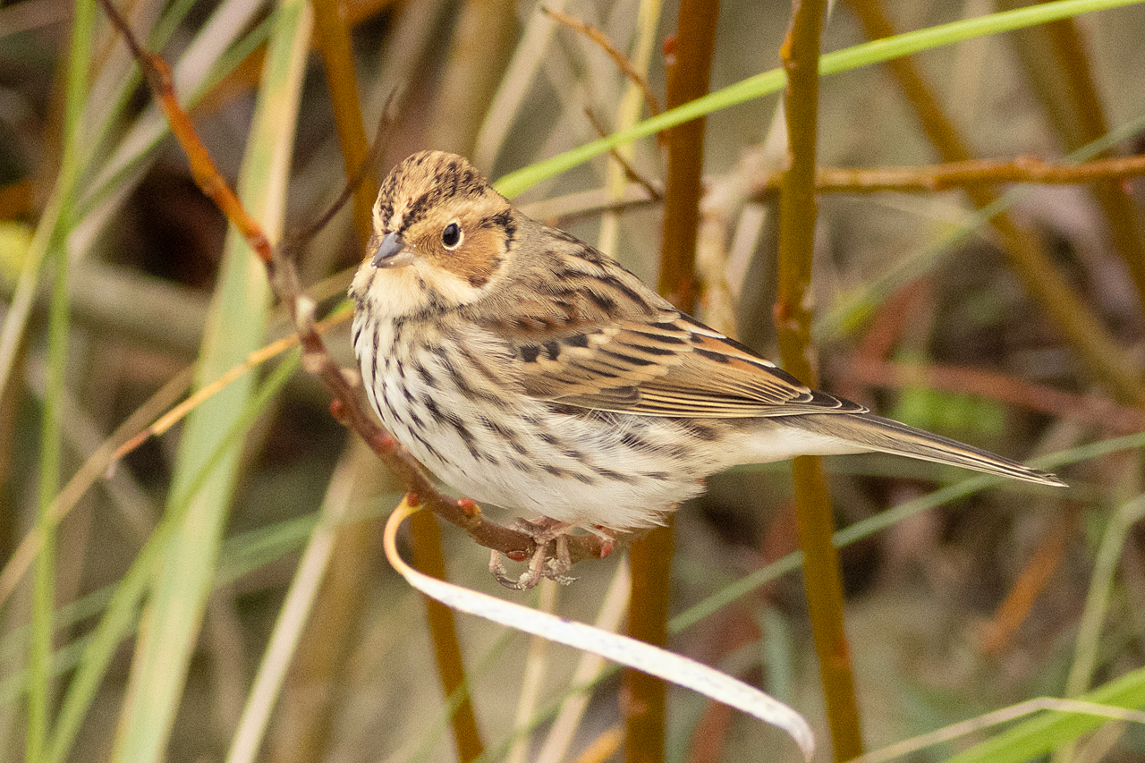 16 oktober 2025, Dwerggors, 03_Robbenjager-Texel