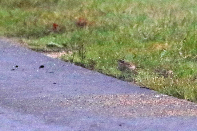 20221022 Geelbrauwgors 01 Bunne