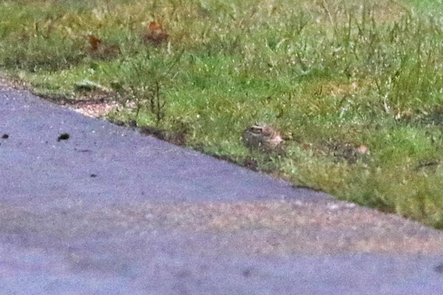 22 oktober 2022, Geelbrauwgors, 02_Bunne