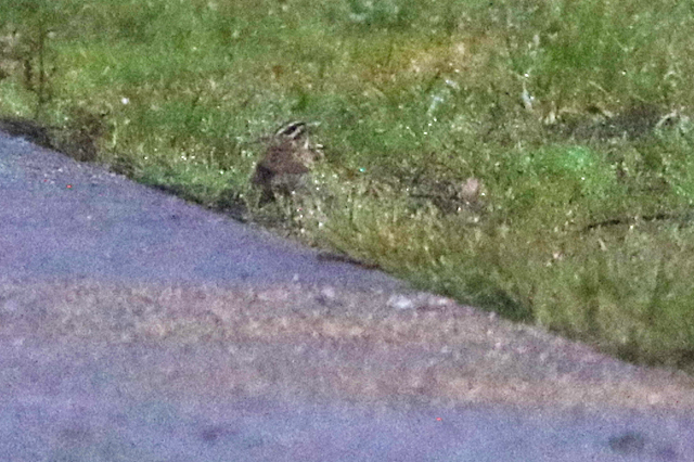 22 oktober 2022, Geelbrauwgors, 03_Bunne