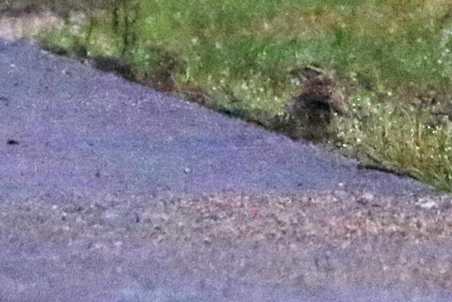 22 oktober 2022, Geelbrauwgors, 04_Bunne