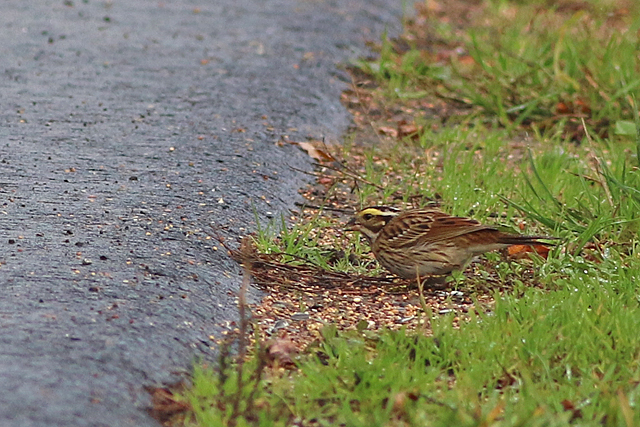 22 oktober 2022, Geelbrauwgors, 06_Bunne