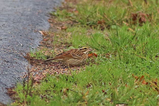 22 oktober 2022, Geelbrauwgors, 08_Bunne