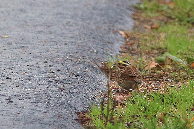 20221022 Geelbrauwgors 09 Bunne
