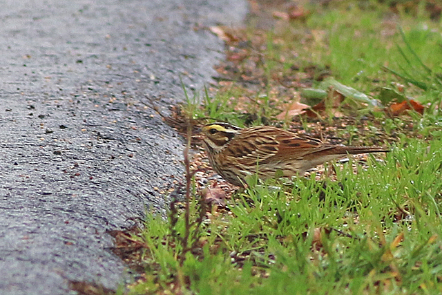 22 oktober 2022, Geelbrauwgors, 10_Bunne