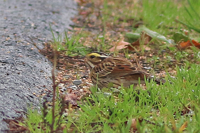 22 oktober 2022, Geelbrauwgors, 11_Bunne