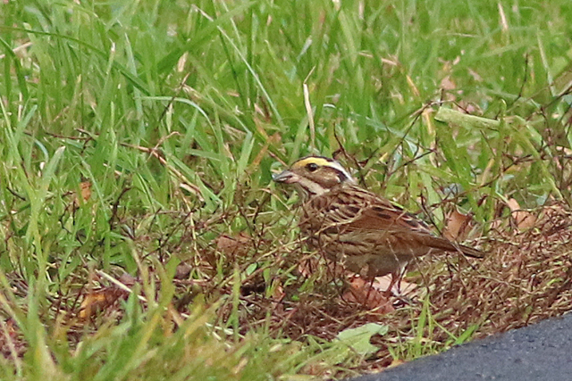 22 oktober 2022, Geelbrauwgors, 12_Bunne