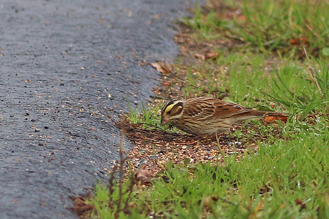 22 oktober 2022, Geelbrauwgors, 13_Bunne