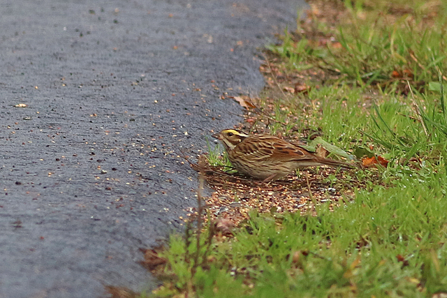 22 oktober 2022, Geelbrauwgors, 14_Bunne
