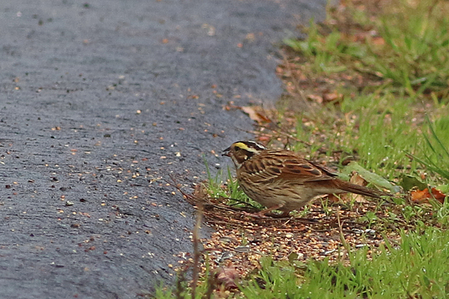 22 oktober 2022, Geelbrauwgors, 15_Bunne
