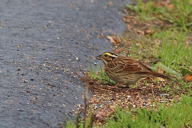 22 oktober 2022, Geelbrauwgors, 16_Bunne