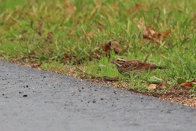 22 oktober 2022, Geelbrauwgors, 17_Bunne
