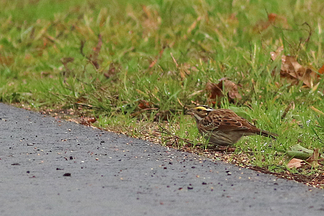 22 oktober 2022, Geelbrauwgors, 18_Bunne