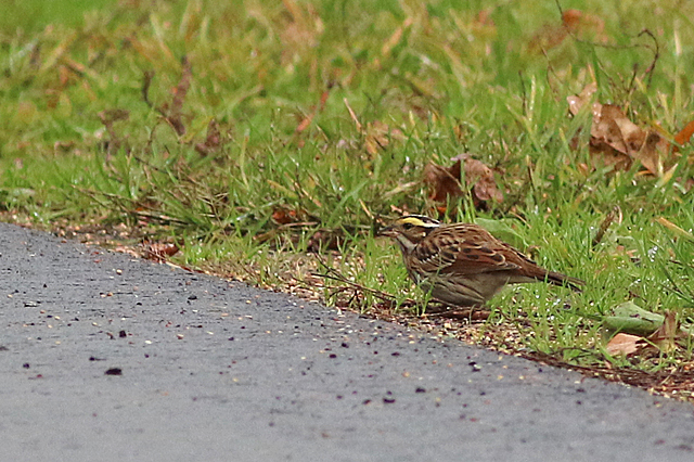 22 oktober 2022, Geelbrauwgors, 19_Bunne