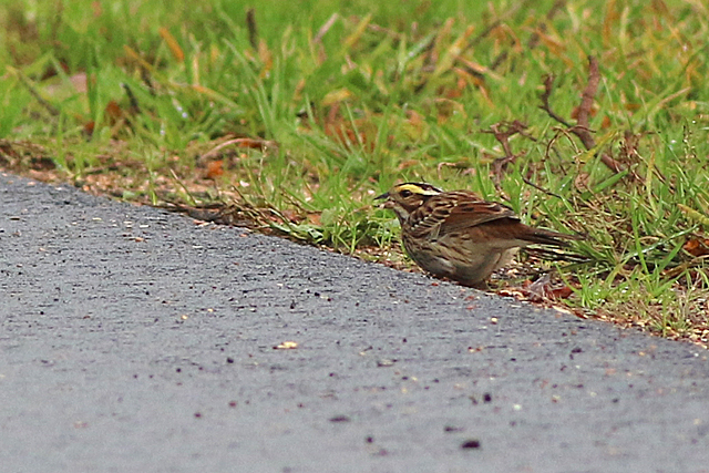 22 oktober 2022, Geelbrauwgors, 20_Bunne