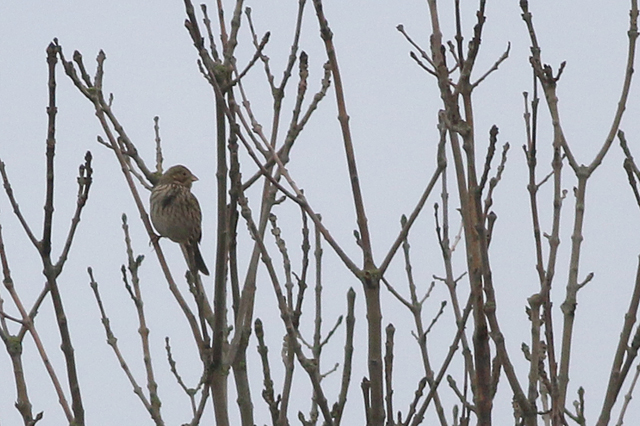 8 januari 2017, Grauwe Gors, Zuidbroek