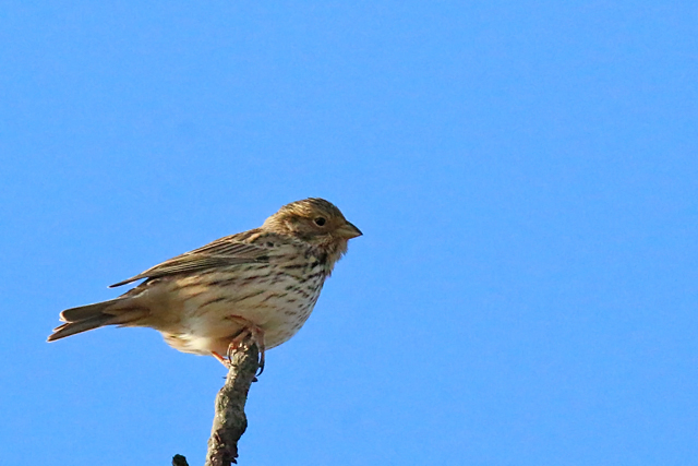 3 februari 2019, Grauwe Gors, Fochteloerveen_01