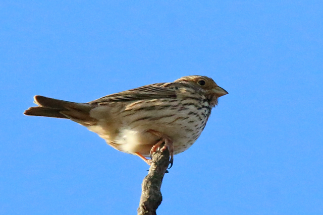 3 februari 2019, Grauwe Gors, Fochteloerveen_02