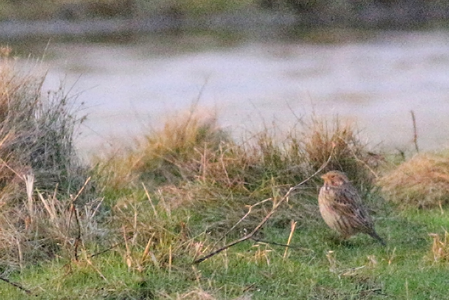 10 januari 2021, Grauwe Gors, Paessens
