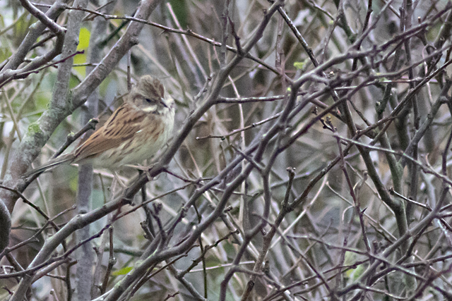 18 december 2025, Maskergors, 01_Texel - Pontweg