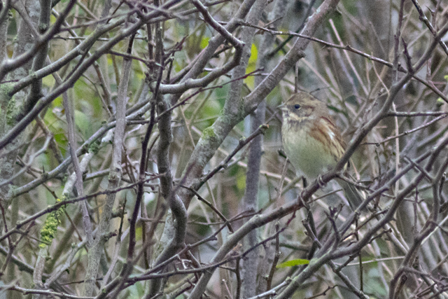 18 december 2025, Maskergors, 02_Texel - Pontweg