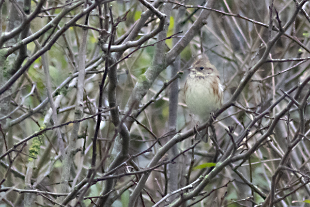 18 december 2025, Maskergors, 03_Texel - Pontweg