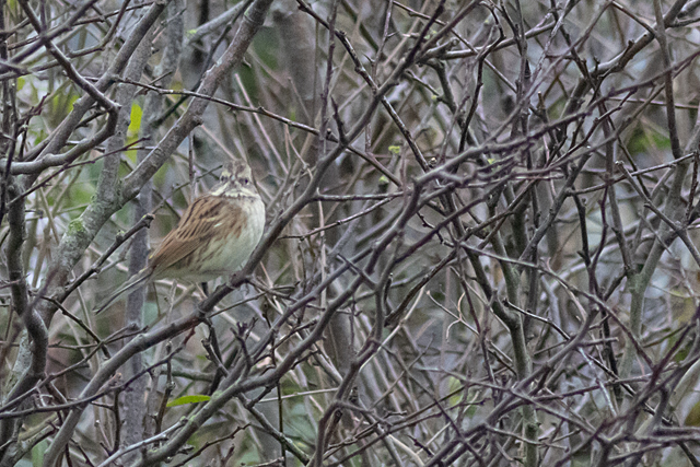 18 december 2025, Maskergors, 04_Texel - Pontweg