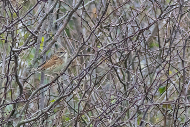 18 december 2025, Maskergors, 05_Texel - Pontweg