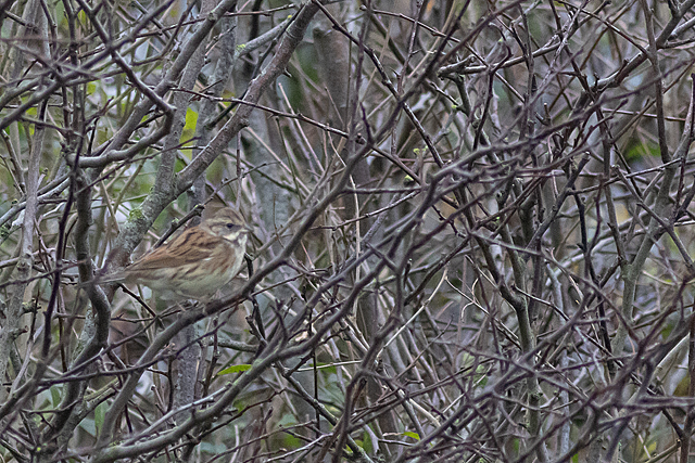 18 december 2025, Maskergors, 06_Texel - Pontweg
