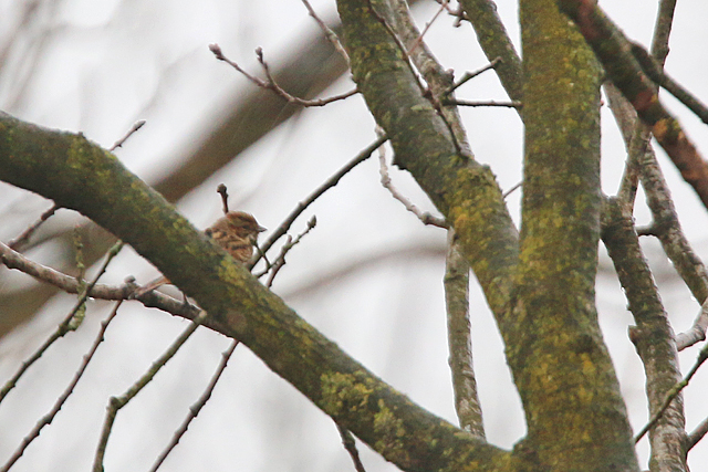 21 januari 2016, Rietgors, Wijnjeterperschar