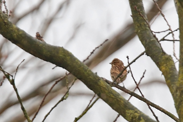 21 januari 2016, Rietgors, Wijnjeterperschar_02