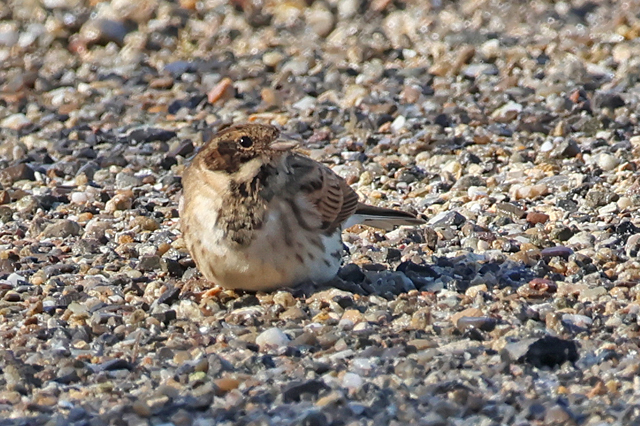12 september 2025, Rietgors, 02_Lauwersmeer