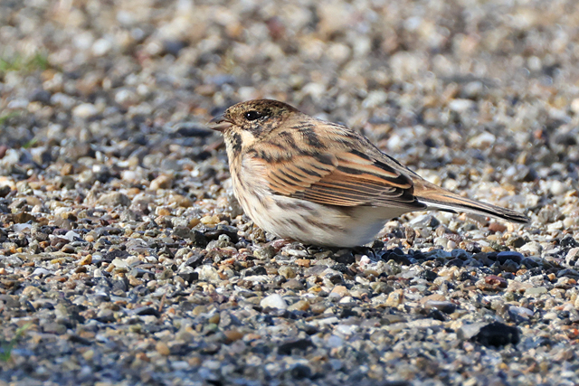 12 september 2025, Rietgors, Lauwersmeer