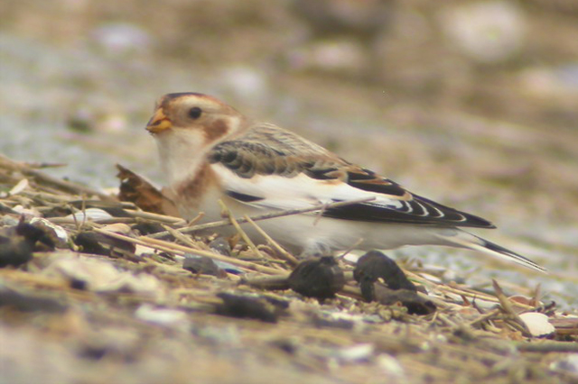 5 november 2006, Sneeuwgors, Eemshaven
