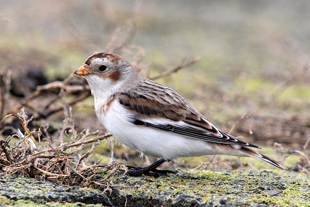 17 november 2013, Sneeuwgors, Lauwersoog
