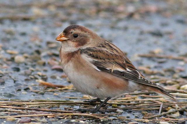 10 januari 2021, Sneeuwgors, Paessens