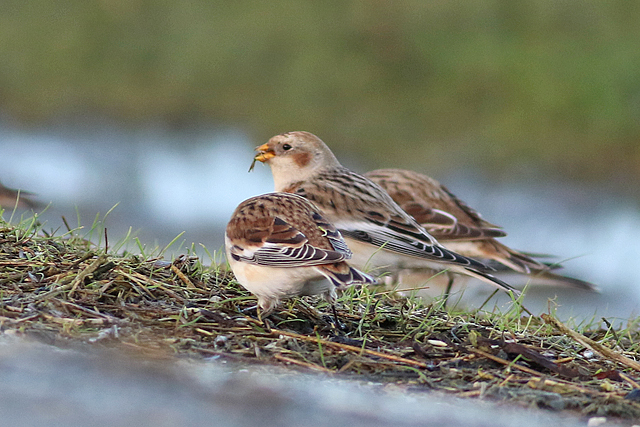 8 januari 2023, Sneeuwgors, Paessens-Moddergat